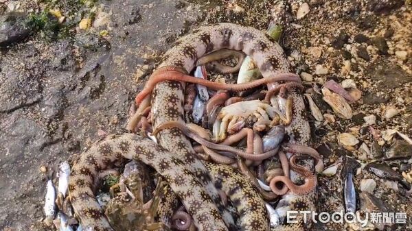 ▲新北馬岡潮間帶生態疑遭毒害 里長怒斥生態殺手。（圖／記者郭世賢翻攝）