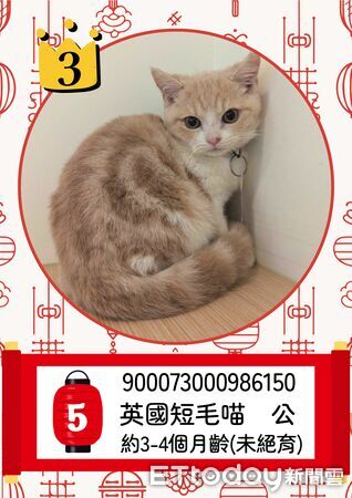 ▲▼  「喵星人命定配對」活動中籤率0.65% ，2月8日抽出幸運飼主 。（圖／嘉義縣政府提供）