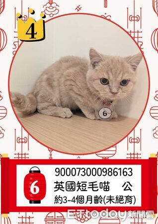 ▲▼  「喵星人命定配對」活動中籤率0.65% ，2月8日抽出幸運飼主 。（圖／嘉義縣政府提供）