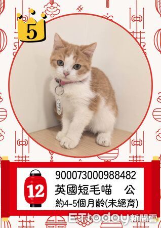 ▲▼  「喵星人命定配對」活動中籤率0.65% ，2月8日抽出幸運飼主 。（圖／嘉義縣政府提供）