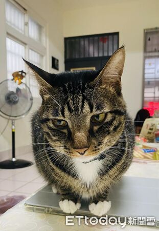 ▲▼叫名字裝沒聽見！媽喊2字「紙箱彈出貓頭」。（圖／網友林采鋆提供，請勿隨意翻拍，以免侵權。）