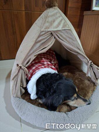 拉布拉多犬Luca。(圖/飼主Rebecca Yang提供)