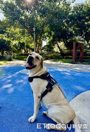 拉布拉多犬Luca。(圖/飼主Rebecca Yang提供)