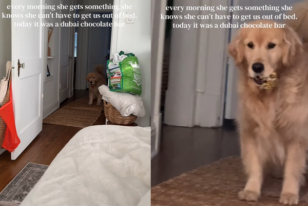 心機阿金叫起床放大絕　故意叼「致命違禁品」示威主人一看秒醒。（圖／翻攝自instagram／mackandskye）