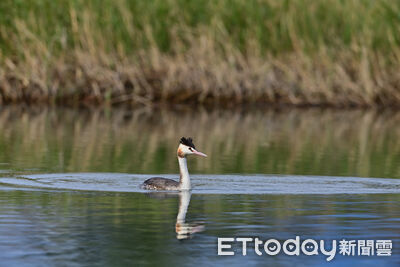 守護候鳥與安全　縣府籲水域活動暫移活水湖共同維護濕地