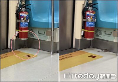 北市才爆漢他病毒奪命！北捷車廂驚見「老鼠亂竄」　官方緊急回應