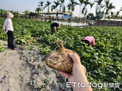 屏東新園豆薯入餡古早味八寶丸　農會新產品爆紅限量預購到2/10