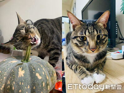 名字裝沒聽見！媽喊2字「紙箱彈出貓頭」