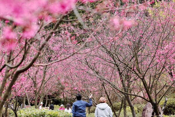 ▲2026年陽明山花季展至3月15日，陽明公園周邊山櫻花開五成。（圖／公園處提供）
