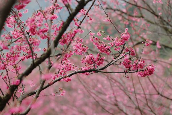 ▲2026年陽明山花季展至3月15日，陽明公園周邊山櫻花開五成。（圖／公園處提供）