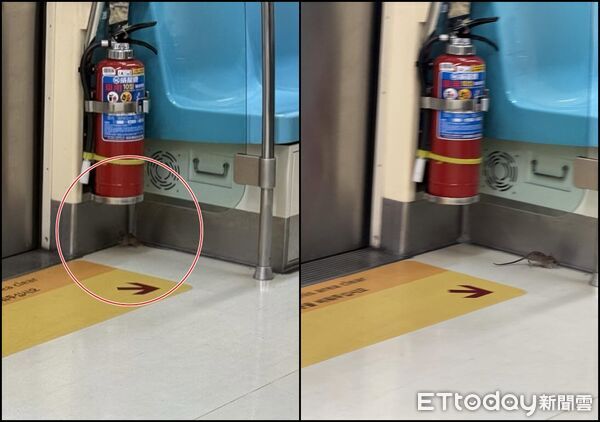 ▲▼北捷車廂驚見老鼠入侵！北市漢他病毒才奪命 官方回應曝。（圖／網友kyeh318授權使用）