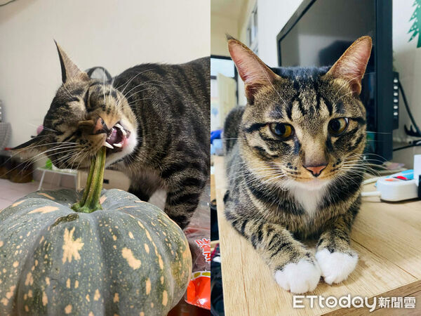 ▲▼叫名字裝沒聽見！媽喊2字「紙箱彈出貓頭」。（圖／網友林采鋆提供，請勿隨意翻拍，以免侵權。）