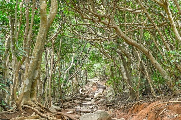 ▲▼糸島龍貓森林步道。（圖／部落客周花花授權提供）