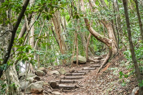 ▲▼糸島龍貓森林步道。（圖／部落客周花花授權提供）