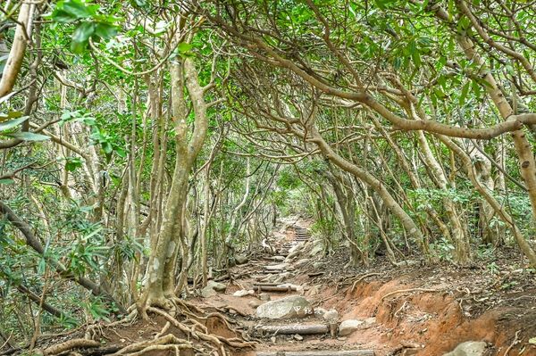 ▲▼糸島龍貓森林步道。（圖／部落客周花花授權提供）