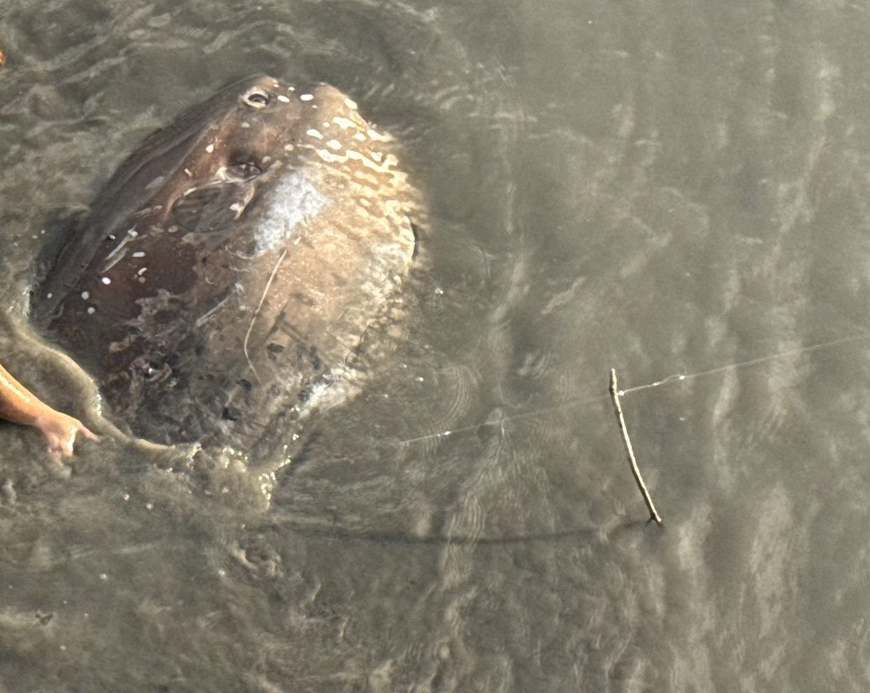 ▲北市關渡碼頭「翻車現場」神秘巨魚擱淺　罕見翻車魚身陷泥潭。（圖／台北市動物保護處提供。）