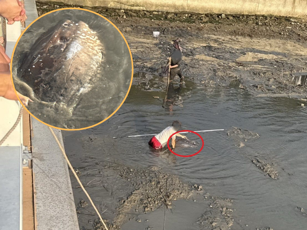 ▲北市關渡碼頭「翻車現場」神秘巨魚擱淺　罕見翻車魚身陷泥潭。（圖／台北市動物保護處提供。）