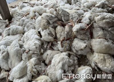 雲林禽流感！魚塭亂丟316死鵝　緊急撲殺1626隻...鵝屍堆成山