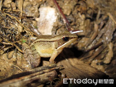 魚池琴蛙棲地上游山坡地非法遭種檳榔　林業署收回造林