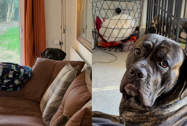 愛犬整天「詭異凝視」以為生病　女被獸醫問1句話傻：最貴驗孕棒。（圖／翻攝自Instagram／jadeemily21）