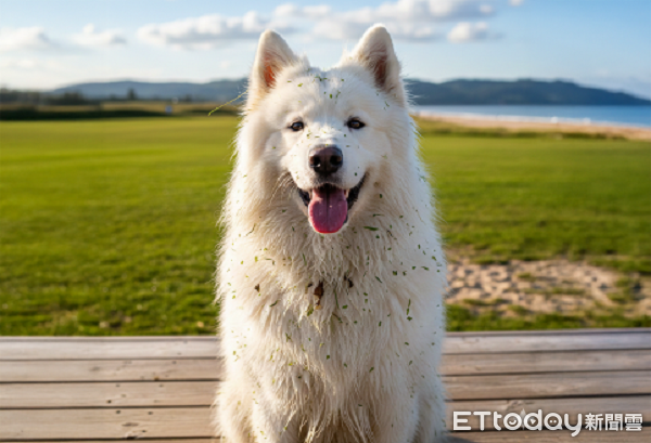 東森寵物「美容包月」連假全台門市通用 避免毛孩出遊弄髒困擾