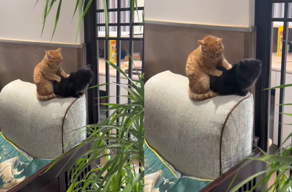 橘貓化身按摩大師　「溫柔踏踏」黑貓好友千萬網融化：超有愛。（圖／翻攝自TikTok／fagirllala）