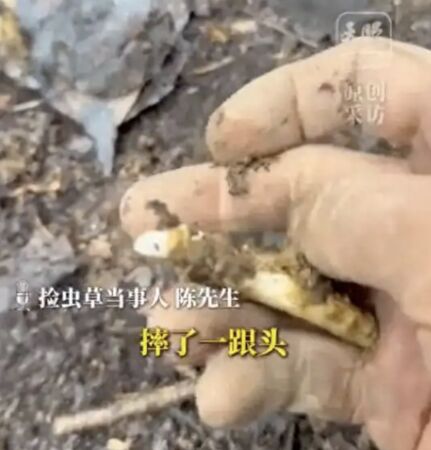 ▲▼爬山摔倒發現「蟲草」　陸男狂摘400根：可賣上萬元。（圖／翻攝微博）