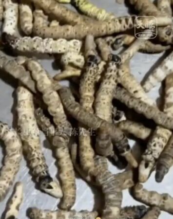 ▲▼爬山摔倒發現「蟲草」　陸男狂摘400根：可賣上萬元。（圖／翻攝微博）