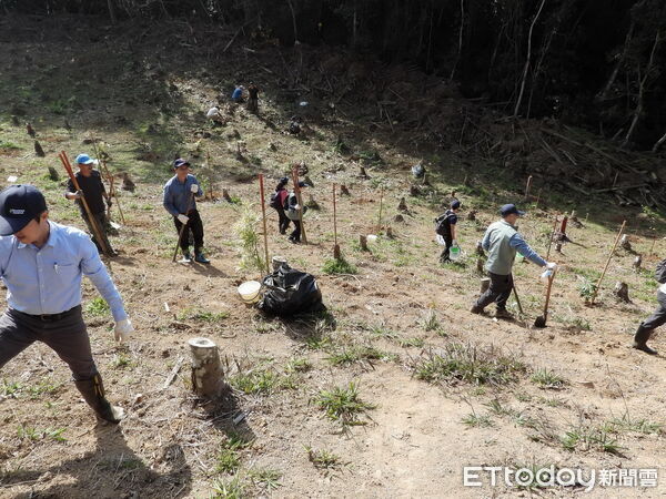 ▲保存珍貴原生植物，強化森林生態基礎。（圖／林業保育署南投分署提供）