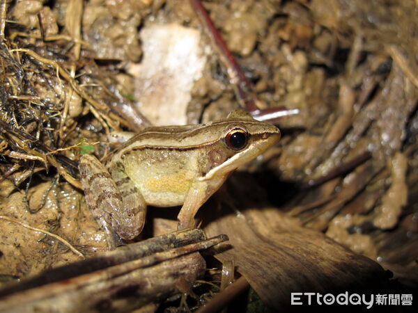 ▲保存珍貴原生植物，強化森林生態基礎。（圖／林業保育署南投分署提供）