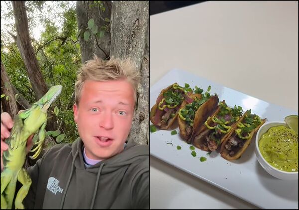 ▲▼佛羅里達州急凍降「綠鬣蜥雨」　居民撿來做菜爆紅。（圖／翻攝自臉書）