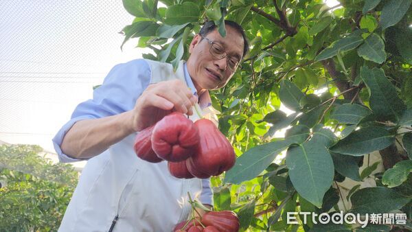 ▲▼ 蘇清泉力推屏東水果蓮霧、棗子      。（圖／國民黨立委蘇清泉提供）
