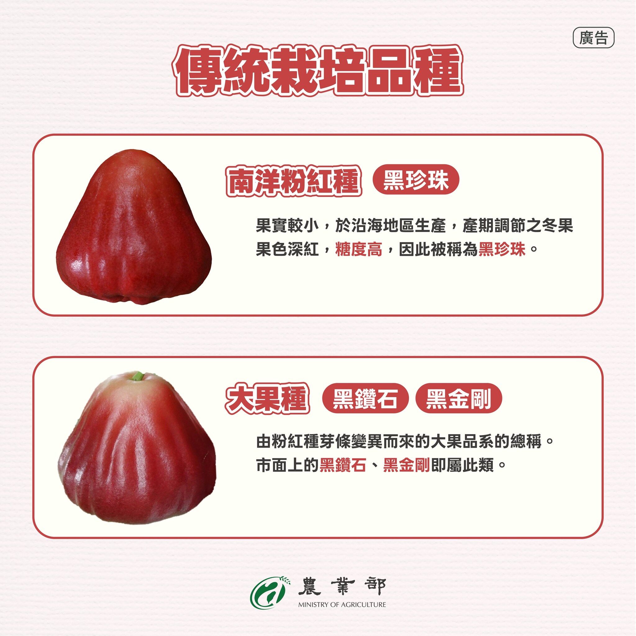 ▲▼農業部表示，台灣蓮霧主要有6品種，建議民眾看品種挑選最適合自己口味。（圖／農業部提供）