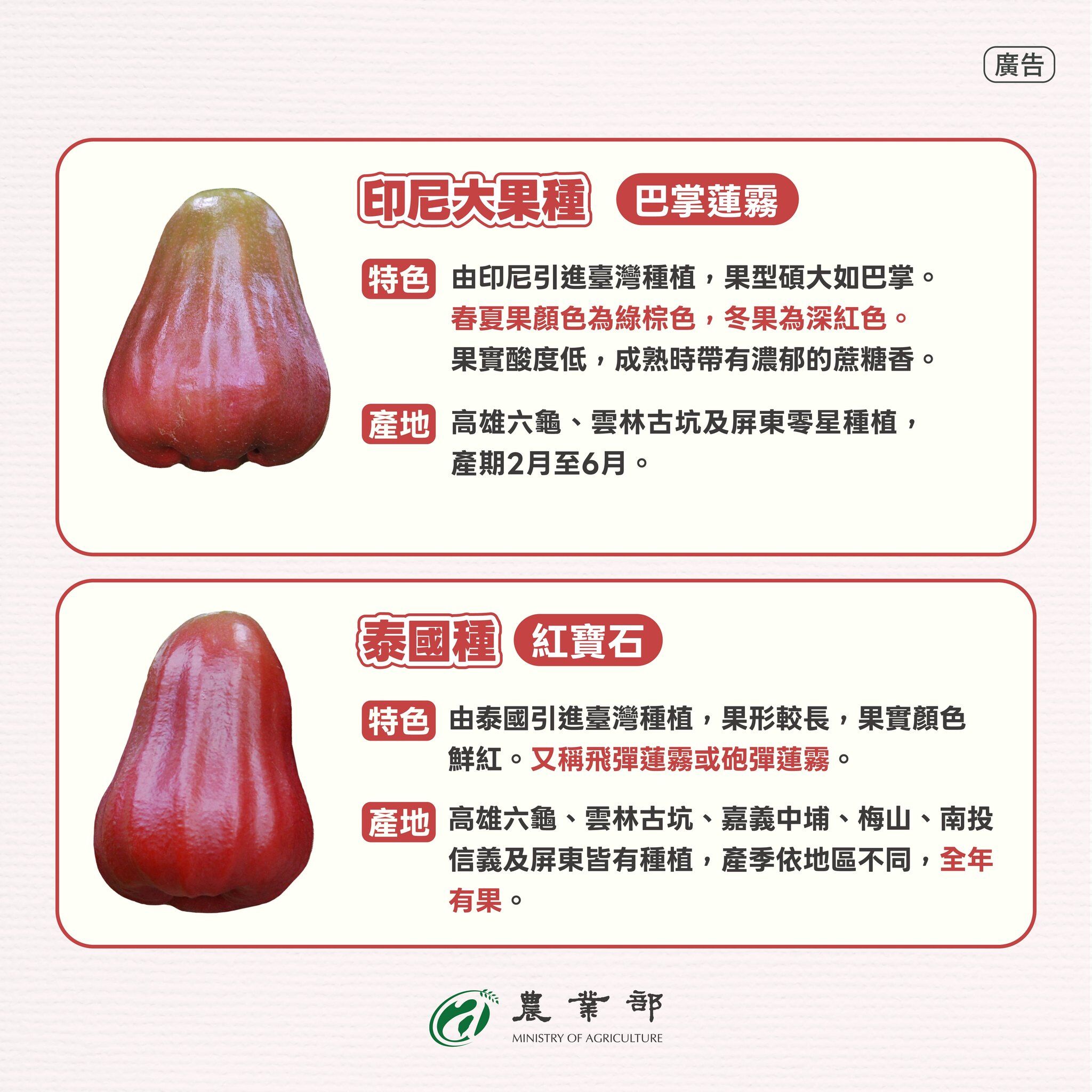 ▲▼農業部表示，台灣蓮霧主要有6品種，建議民眾看品種挑選最適合自己口味。（圖／農業部提供）