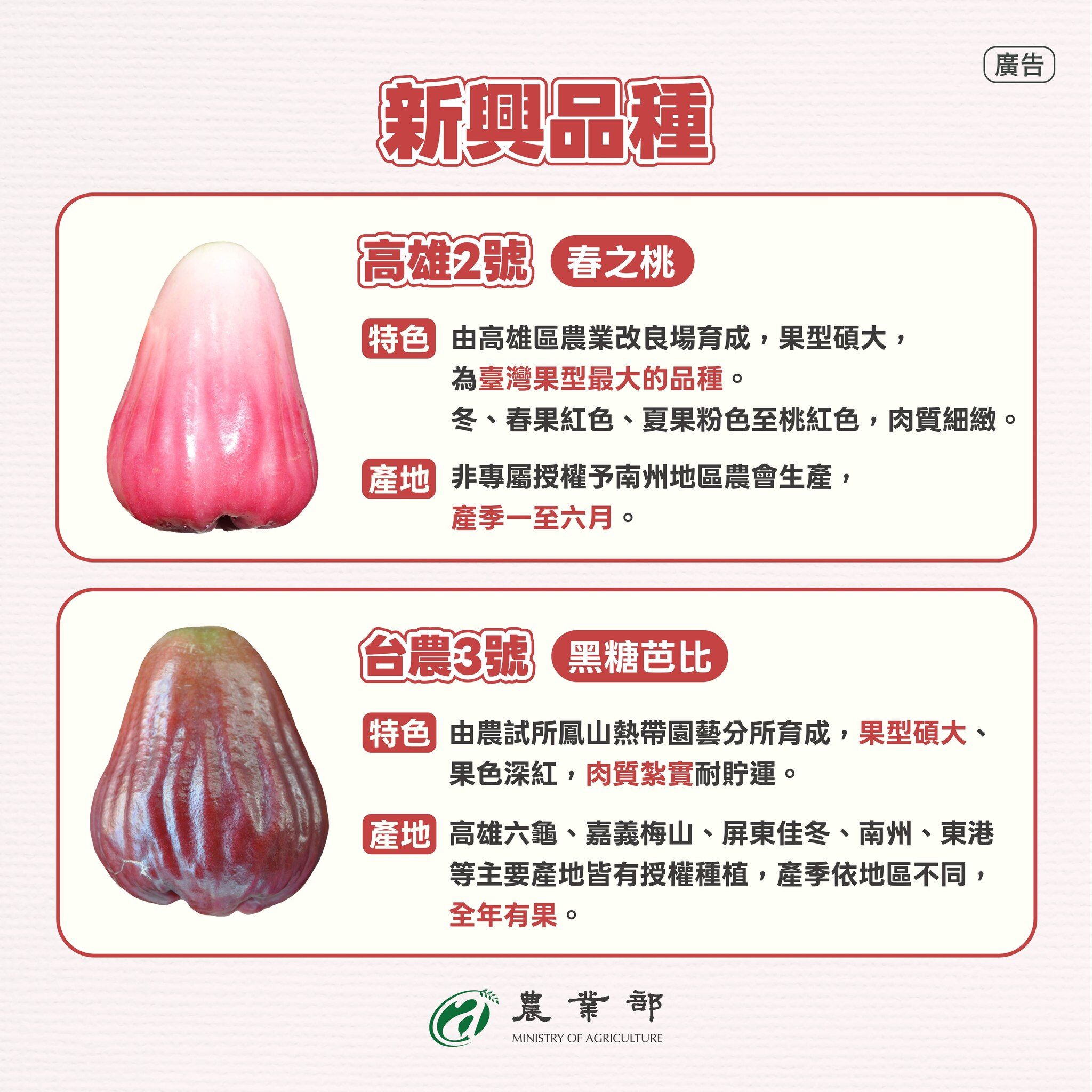 ▲▼農業部表示，台灣蓮霧主要有6品種，建議民眾看品種挑選最適合自己口味。（圖／農業部提供）