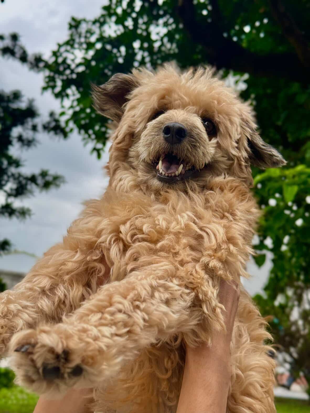 ▲智能垃圾桶「認主」了！全家學狗叫都沒用　米克斯犬一吠就開蓋。（圖／Threads@croissant_the_boss提供，請勿隨意翻拍，以免侵權。）