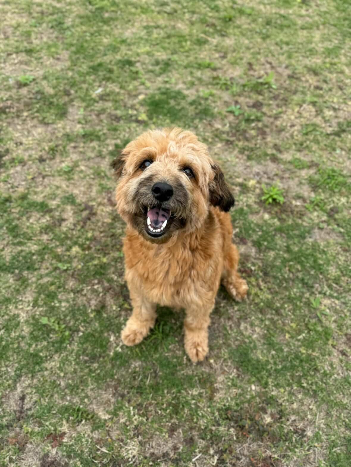 ▲智能垃圾桶「認主」了！全家學狗叫都沒用　米克斯犬一吠就開蓋。（圖／Threads@croissant_the_boss提供，請勿隨意翻拍，以免侵權。）