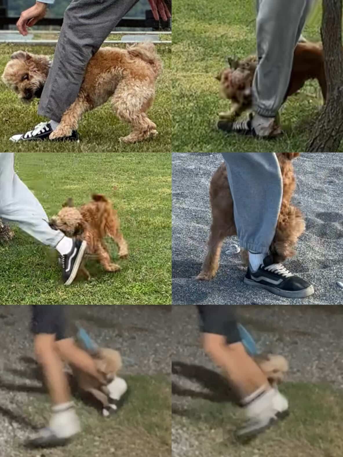 ▲智能垃圾桶「認主」了！全家學狗叫都沒用　米克斯犬一吠就開蓋。（圖／Threads@croissant_the_boss提供，請勿隨意翻拍，以免侵權。）