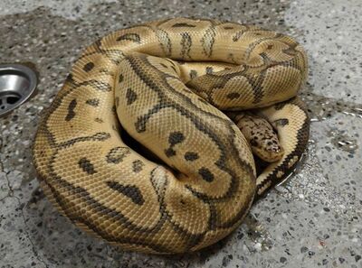 招財神寵來了！彰化拾獲球蟒　動防所將開放搶領養