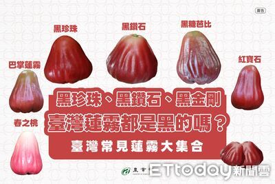 蓮霧不只黑珍珠！農業部揭密「台灣6大品種」　這款粉色像水蜜桃