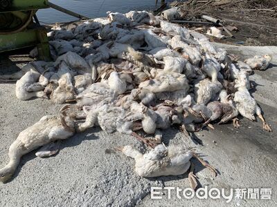 快訊／316病死鵝丟魚塭！確診H5N1　雲林縣府最高開罰115萬