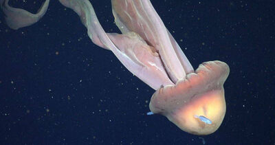 深海驚見「巨型幽靈水母」！科學家驚嘆：和公車差不多大