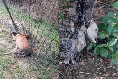 500公尺有20多具遺體！墾丁梅花鹿遭圍網奪命　墾管處三點聲明