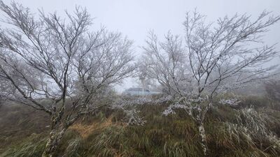 太平山降冰霰結霧淞　整座山頭籠罩銀白美景！遊客驚艷