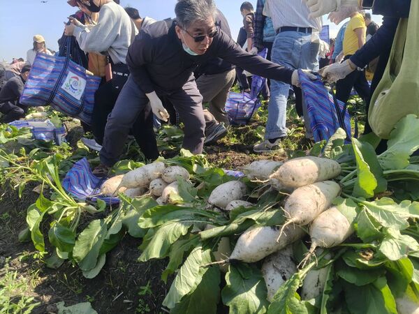 ▲台電彰化區處舉行拔蘿蔔活動。（圖／台電提供）