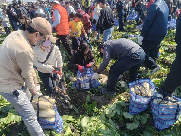 ▲台電彰化區處舉行拔蘿蔔活動。（圖／台電提供）