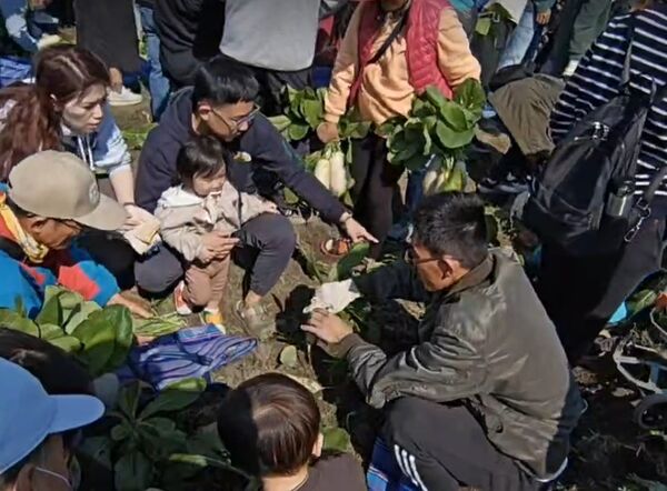 ▲台電彰化區處舉行拔蘿蔔活動。（圖／台電提供）