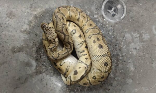 ▲花壇鄉拾獲出走球蟒，動防所將開放認領。（圖／動物防疫所提供）