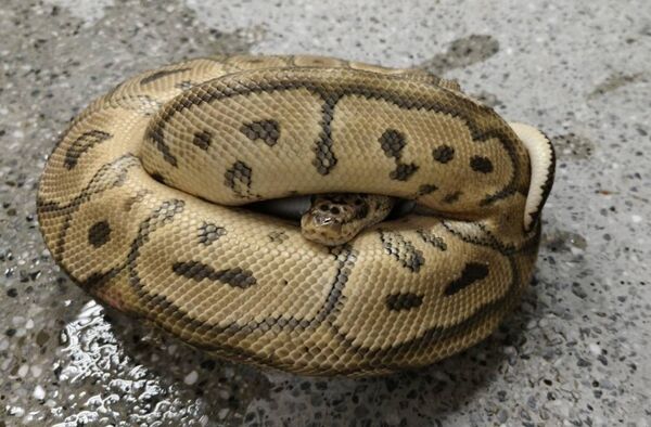 ▲花壇鄉拾獲出走球蟒，動防所將開放認領。（圖／動物防疫所提供）