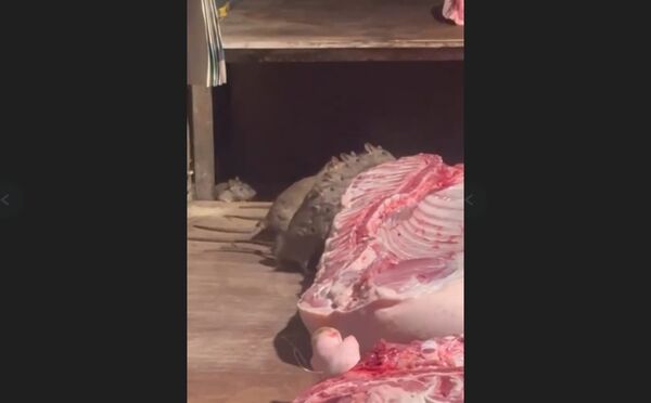 ▲民眾目擊屏東某市場內有近10隻老鼠爬上豬肉攤狂嗑大餐。（圖／翻攝自Threads／tomie_81）